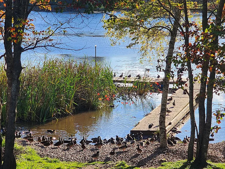 The Duck Chalet photo 2
