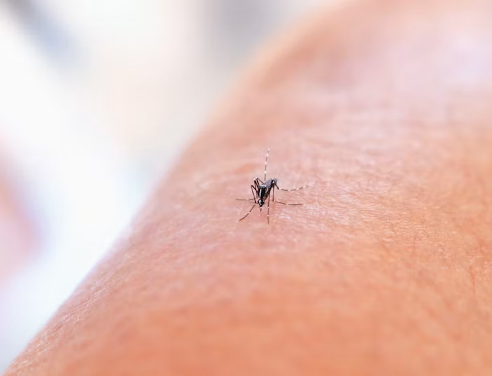 What Bug Season in Nova Scotia Is Actually Like