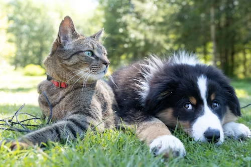 Porcupines, Ticks, and Coyotes: The Rural Nova Scotia Dog Reality