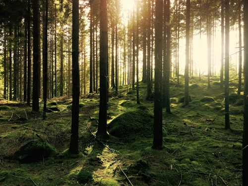 What Buying Raw Land in Nova Scotia Actually Costs